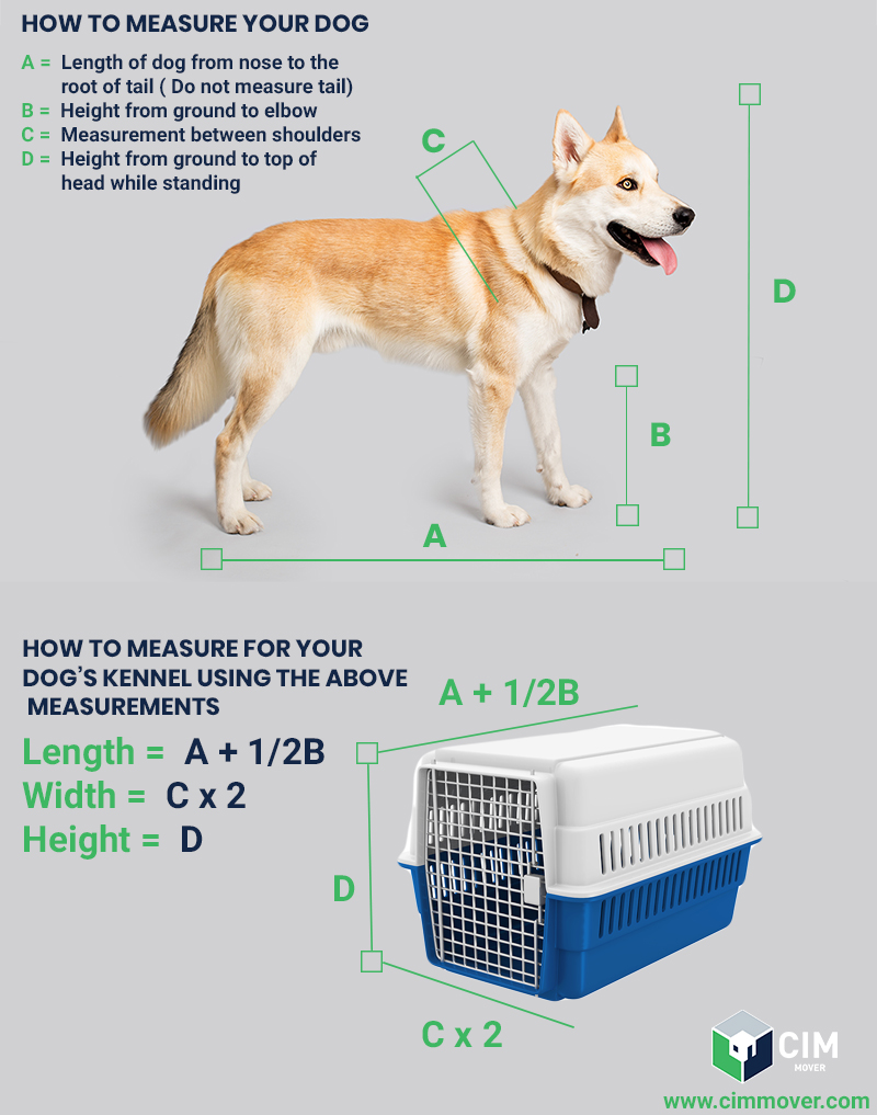 How to weigh your dog correctly